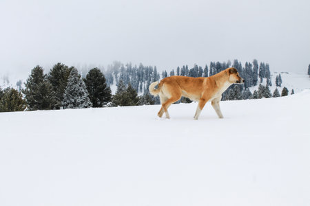 Dog in Snow Swat Scenery Landscapeの写真素材