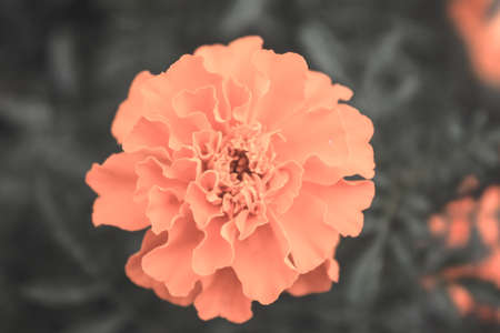 Natural Beautiful Flower Closeupの写真素材