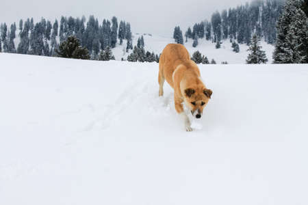 Dog in Snow Swat Scenery Landscape