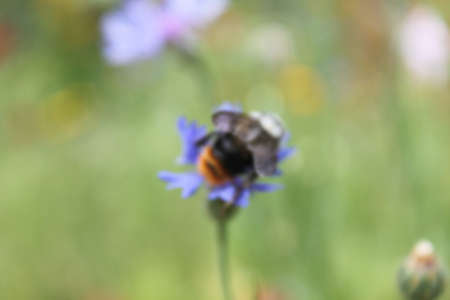 Natural Beautiful Flower Closeupの写真素材