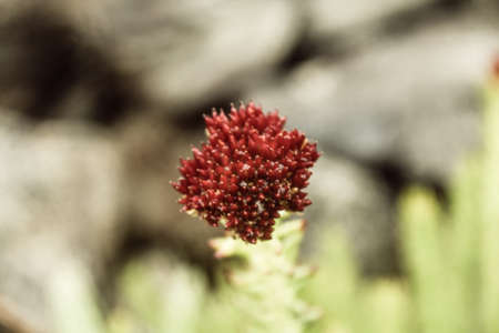 Natural Beautiful Flower Closeupの写真素材