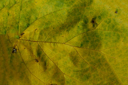 Isolated shot of the dried leaf