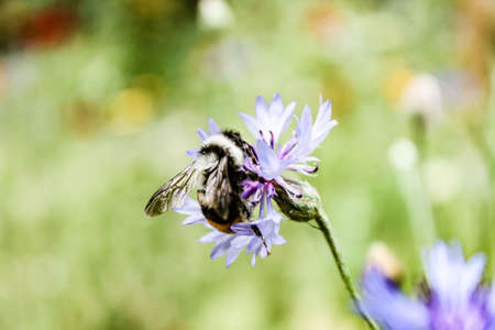 Natural Beautiful Flower Closeup