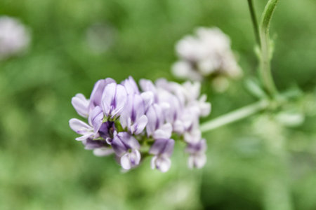 Natural Beautiful Flower Closeup