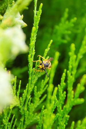 Natural Beautiful Arborvitae Closeupの写真素材