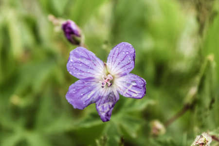 Natural Beautiful Flower Closeup