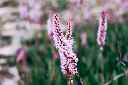 Natural Beautiful Flower Closeup