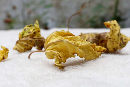Isolated shot of the dried leaf on a white fur fabricの写真素材
