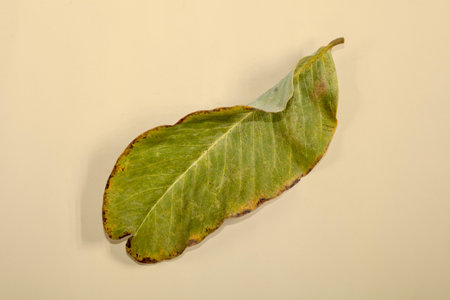 Flat Lay Dead Dry leaf isolated on beige color background autumn leaves
