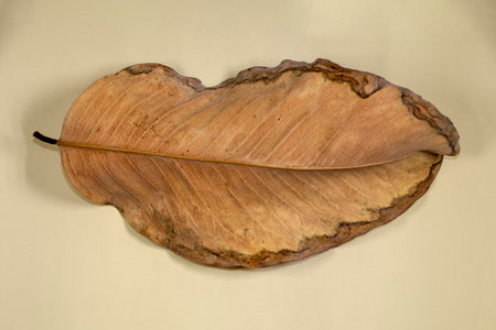 Flat Lay Dead Dry leaf isolated on beige color background autumn leaves