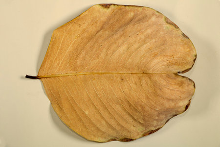 Flat Lay Dead Dry leaf isolated on beige color background autumn leaves