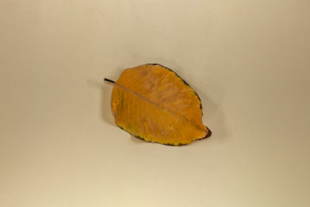 Flat Lay Dead Dry leaf isolated on beige color background autumn leaves