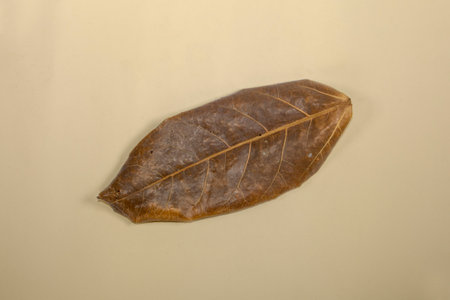 Flat Lay Dead Dry leaf isolated on beige color background autumn leavesの写真素材