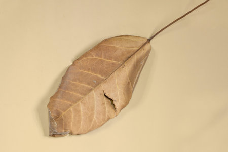 Flat Lay Dead Dry leaf isolated on beige color background autumn leaves
