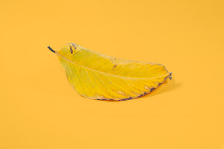 Dead Dry leaf isolated on Yellow background autumn leavesの写真素材