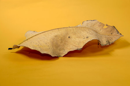 Dead Dry leaf isolated on Yellow background autumn leaves