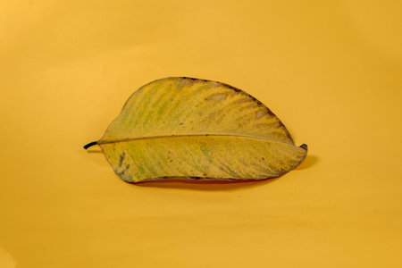 Dead Dry leaf isolated on Yellow background autumn leavesの写真素材
