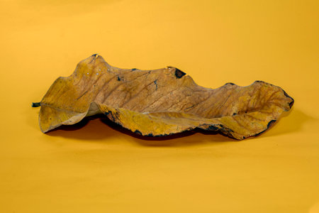 Dead Dry leaf isolated on Yellow background autumn leaves