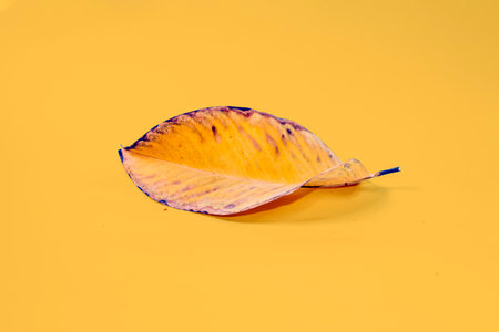 Dead Dry leaf isolated on Yellow background autumn leavesの写真素材