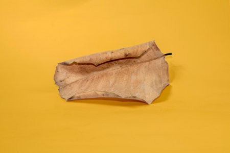 Dead Dry leaf isolated on Yellow background autumn leaves