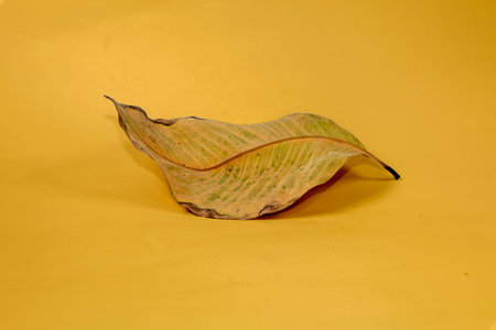 Dead Dry leaf isolated on Yellow background autumn leaves