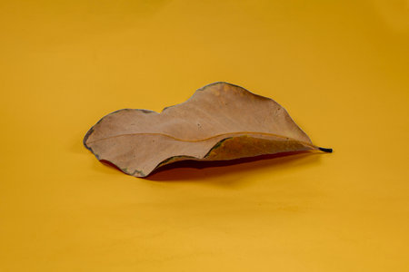 Dead Dry leaf isolated on Yellow background autumn leavesの写真素材