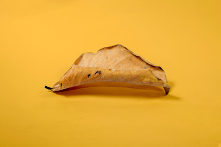 Dead Dry leaf isolated on Yellow background autumn leavesの写真素材