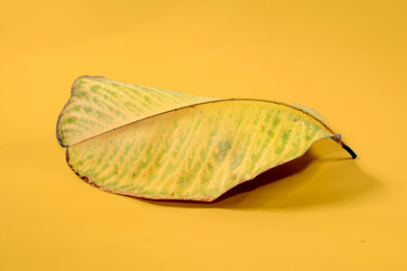 Dead Dry leaf isolated on Yellow background autumn leavesの写真素材