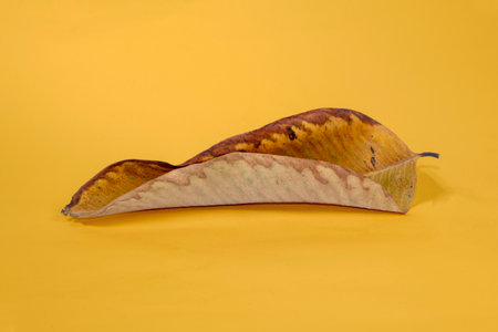 Dead Dry leaf isolated on Yellow background autumn leaves