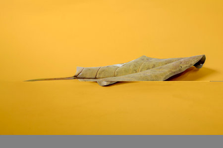 Dead Dry leaf isolated on Yellow background autumn leaves