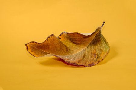 Dead Dry leaf isolated on Yellow background autumn leaves