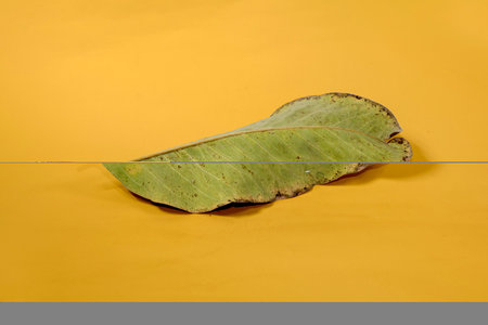 Dead Dry leaf isolated on Yellow background autumn leaves