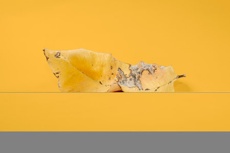 Dead Dry leaf isolated on Yellow background autumn leavesの写真素材