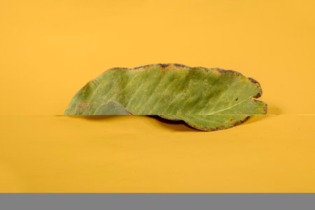 Dead Dry leaf isolated on Yellow background autumn leaves