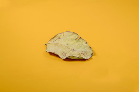 Dead Dry leaf isolated on Yellow background autumn leaves