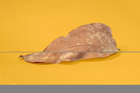 Dead Dry leaf isolated on Yellow background autumn leaves