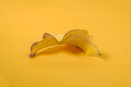 Dead Dry leaf isolated on Yellow background autumn leaves