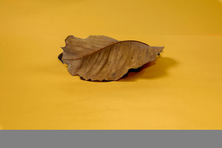 Dead Dry leaf isolated on Yellow background autumn leavesの写真素材