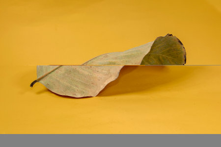 Dead Dry leaf isolated on Yellow background autumn leaves