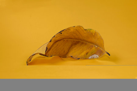 Dead Dry leaf isolated on Yellow background autumn leaves