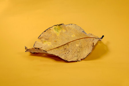 Dead Dry leaf isolated on Yellow background autumn leaves
