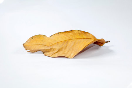 Dead Dry leaf isolated on white background autumn leaves