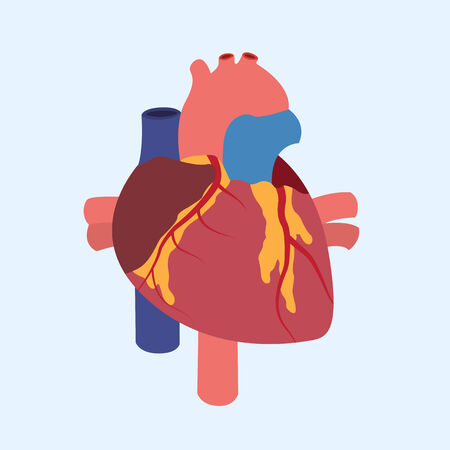 Picture of a human heart anatomy, flat style illustrationのイラスト素材
