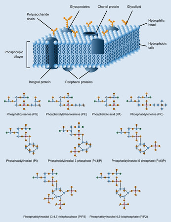 picture of cell membrane structure with also phospholipides formulasのイラスト素材