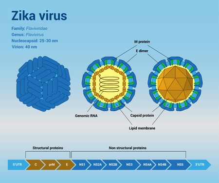 The structure of Zika virus virion particle and genome, infographic templateのイラスト素材