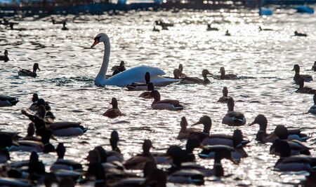 Picture of a beautiful Swan surrounded by Duck flock in the water on a sunny winter day. Stock...