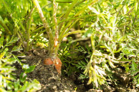 Carrots growing in home vegetable garden. Vegeterian food concept. Stock photo.