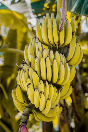 Bunches of green bananas growing in a tropical rain forest. Banana tree with a bunch of bananas. Stock photoの写真素材