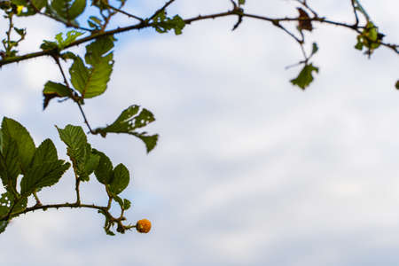 Rubus ellipticus also called himalaya yellow raspberry on bright summer day. Full species name -...