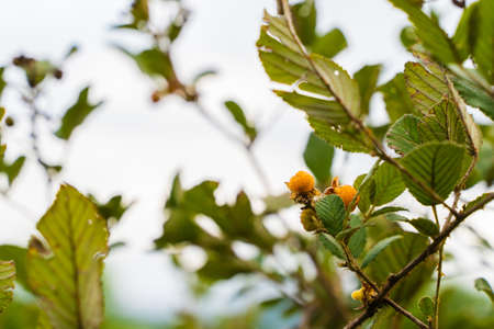 Rubus ellipticus also called himalaya yellow raspberry on bright summer day. Full species name - Rubus ellipticus  Sm. Stock photoの写真素材